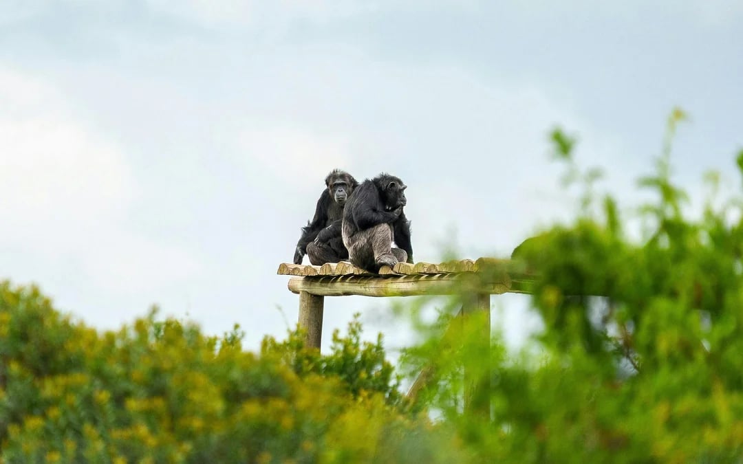 From Nairobi: Ol Pejeta Conservancy Safari Van Tour with Big Five & Chimpanzees Image 2