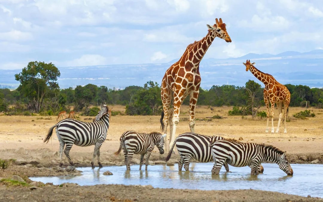 From Nairobi: Ol Pejeta Conservancy Safari Van Tour with Big Five & Chimpanzees Image 3