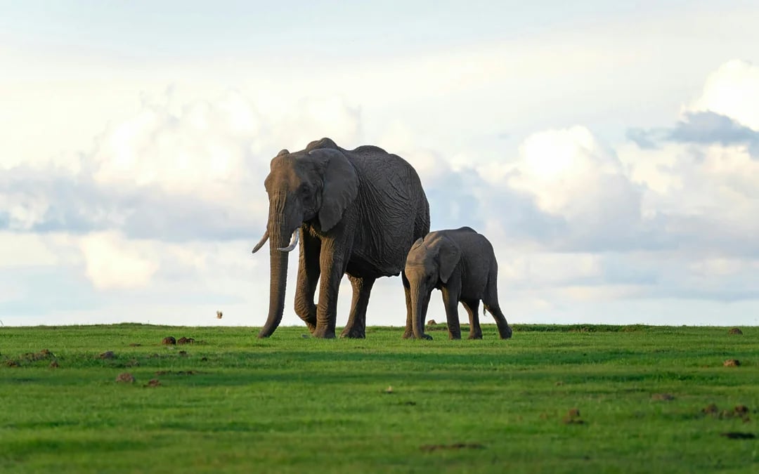 From Nairobi: Ol Pejeta Conservancy Safari Van Tour with Big Five & Chimpanzees Image 4
