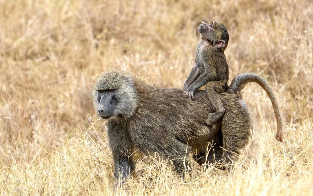 From Nairobi: Ol Pejeta Conservancy Safari Van Tour with Big Five & Chimpanzees Image 5