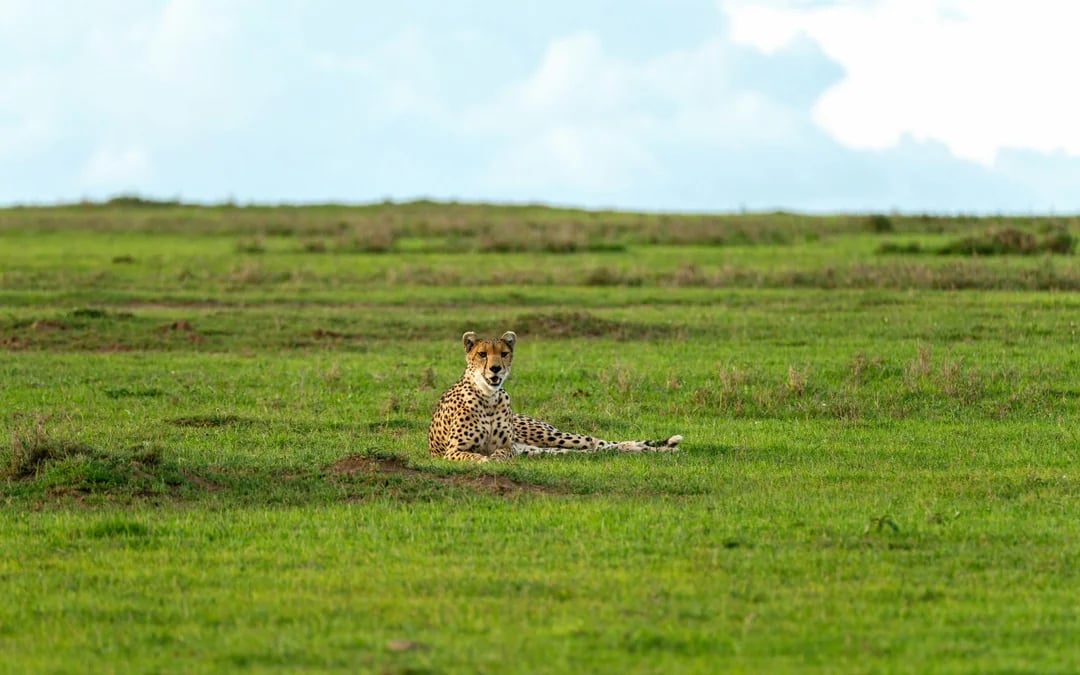 From Nairobi: Ol Pejeta Conservancy Safari Van Tour with Big Five & Chimpanzees Image 6