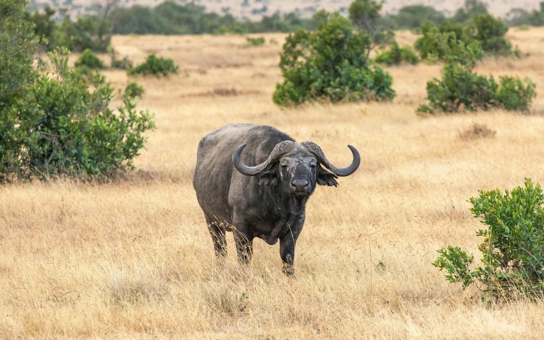 From Nairobi: Ol Pejeta Conservancy Safari Van Tour with Big Five & Chimpanzees Image 7