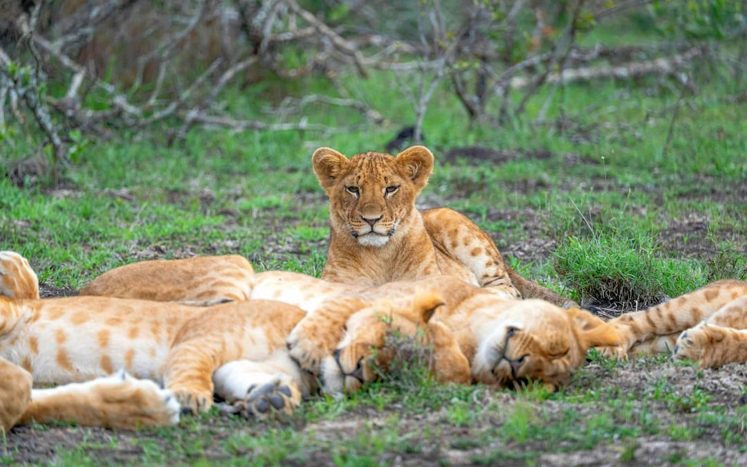 From Nairobi: Ol Pejeta Conservancy Safari Van Tour with Big Five & Chimpanzees Image 8