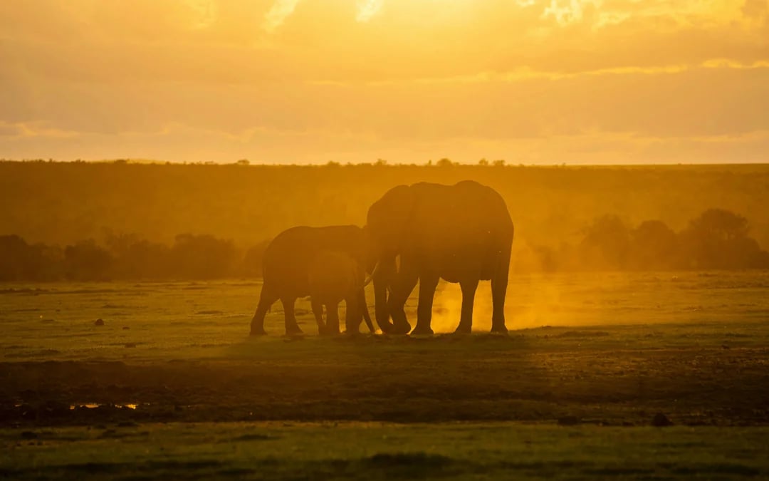 From Nairobi: Ol Pejeta Conservancy Safari Van Tour with Big Five & Chimpanzees Image 10