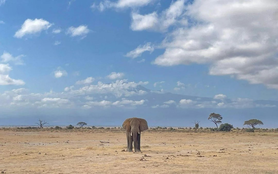 From Nairobi: Overnight Safari to Amboseli National Park Image 3