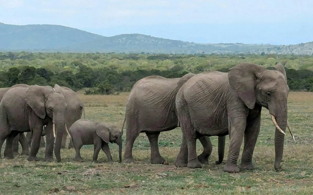 From Nairobi: Overnight Safari to Amboseli National Park Image 4