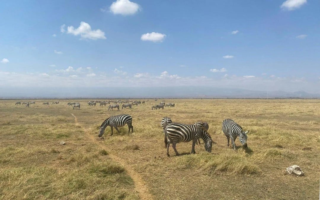 From Nairobi: Overnight Safari to Amboseli National Park Image 6