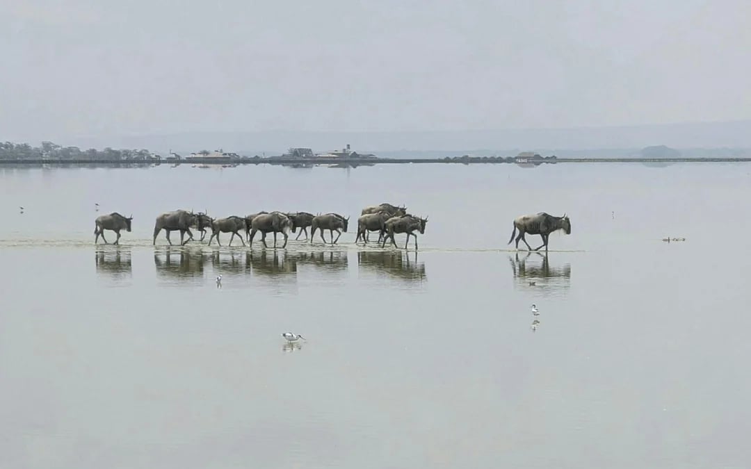 From Nairobi: Overnight Safari to Amboseli National Park Image 7