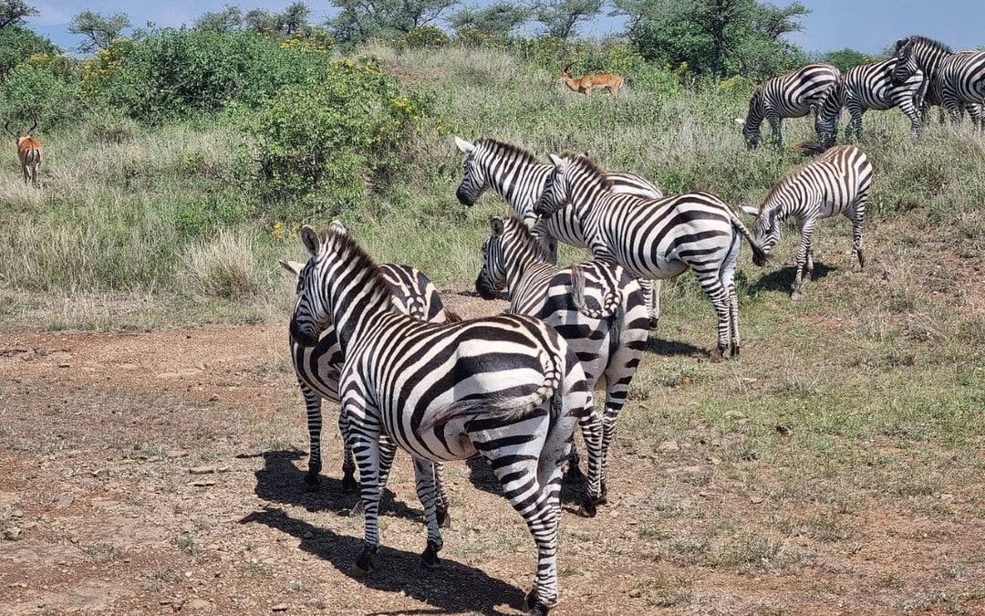 From Nairobi: Private Day Tour to Amboseli National Park Image 3