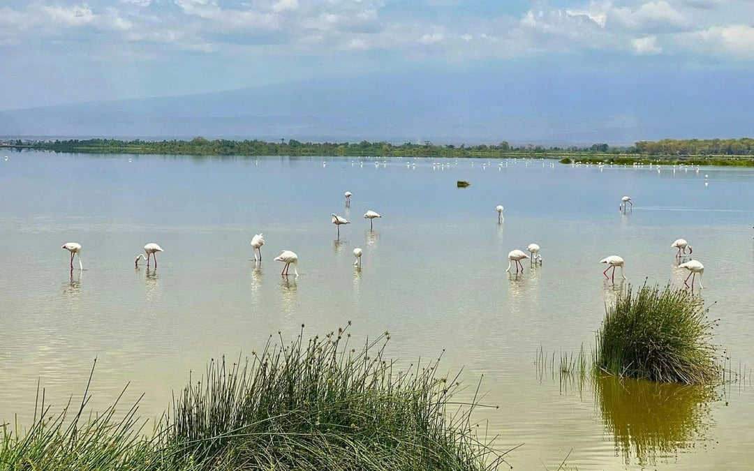 From Nairobi: Private Day Tour to Amboseli National Park Image 5