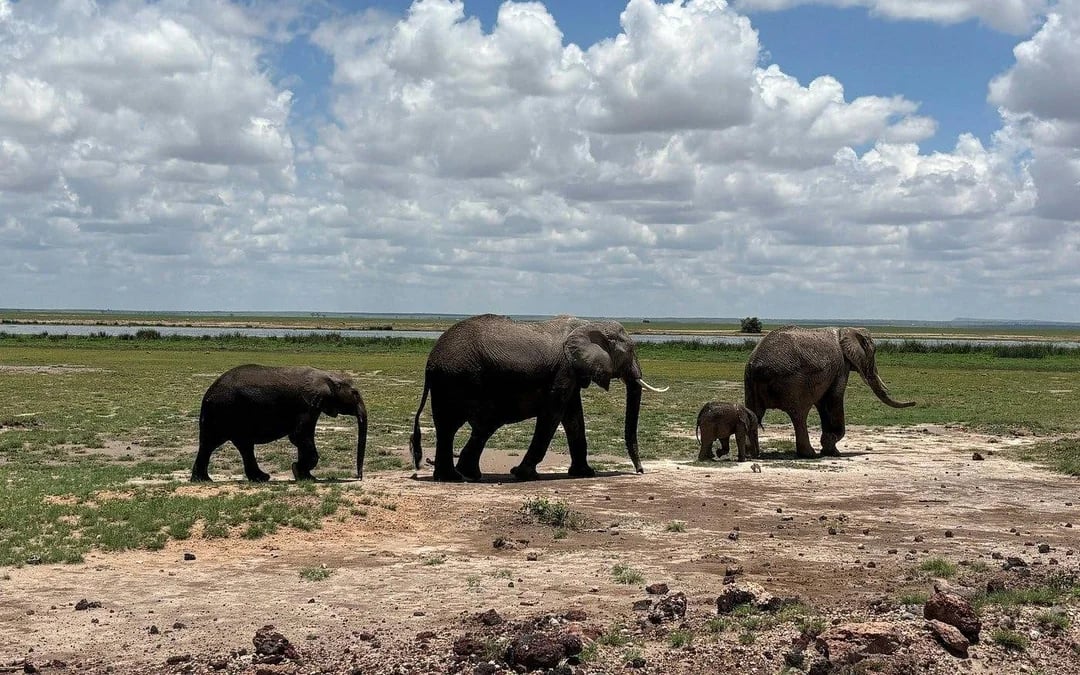 From Nairobi: Private Day Tour to Amboseli National Park Image 6