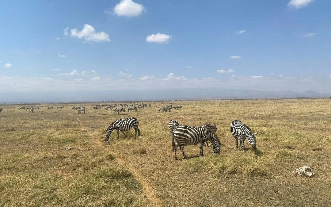 From Nairobi: Private Day Tour to Amboseli National Park Image 7