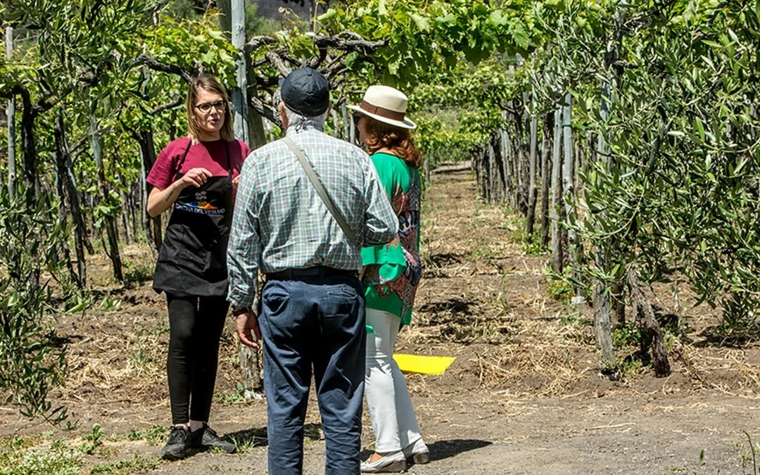 From Naples: Wine Tasting & Lunch on the Slopes of Vesuvius Image 3