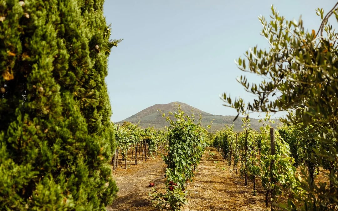 From Naples: Wine Tasting & Lunch on the Slopes of Vesuvius Image 4