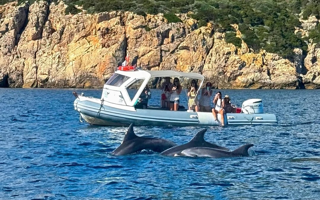From Olbia: RIB Tour to Capo Figari with Dolphin Sighting Image 1