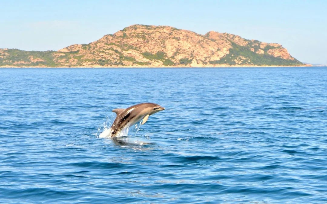 From Olbia: RIB Tour to Capo Figari with Dolphin Sighting Image 2