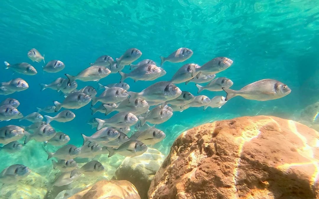 From Olbia: RIB Tour to Capo Figari with Dolphin Sighting Image 5