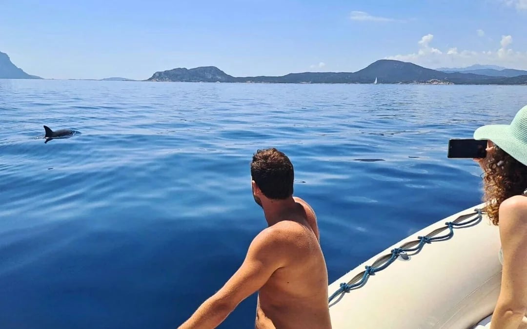 From Olbia: RIB Tour to Capo Figari with Dolphin Sighting Image 7