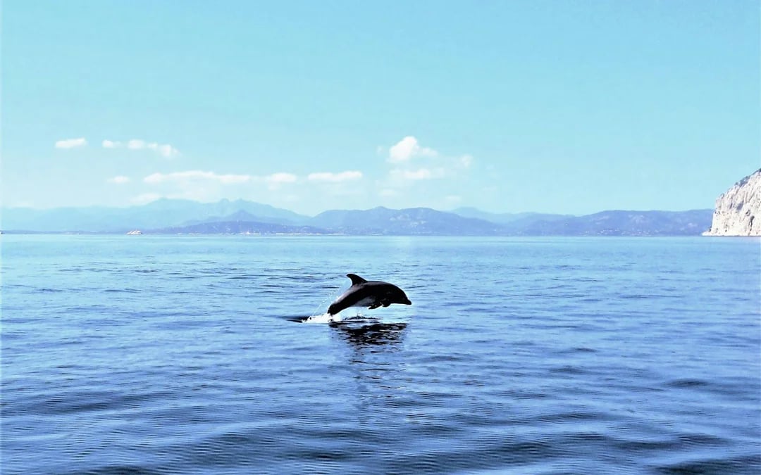 From Olbia: RIB Tour to Capo Figari with Dolphin Sighting Image 8
