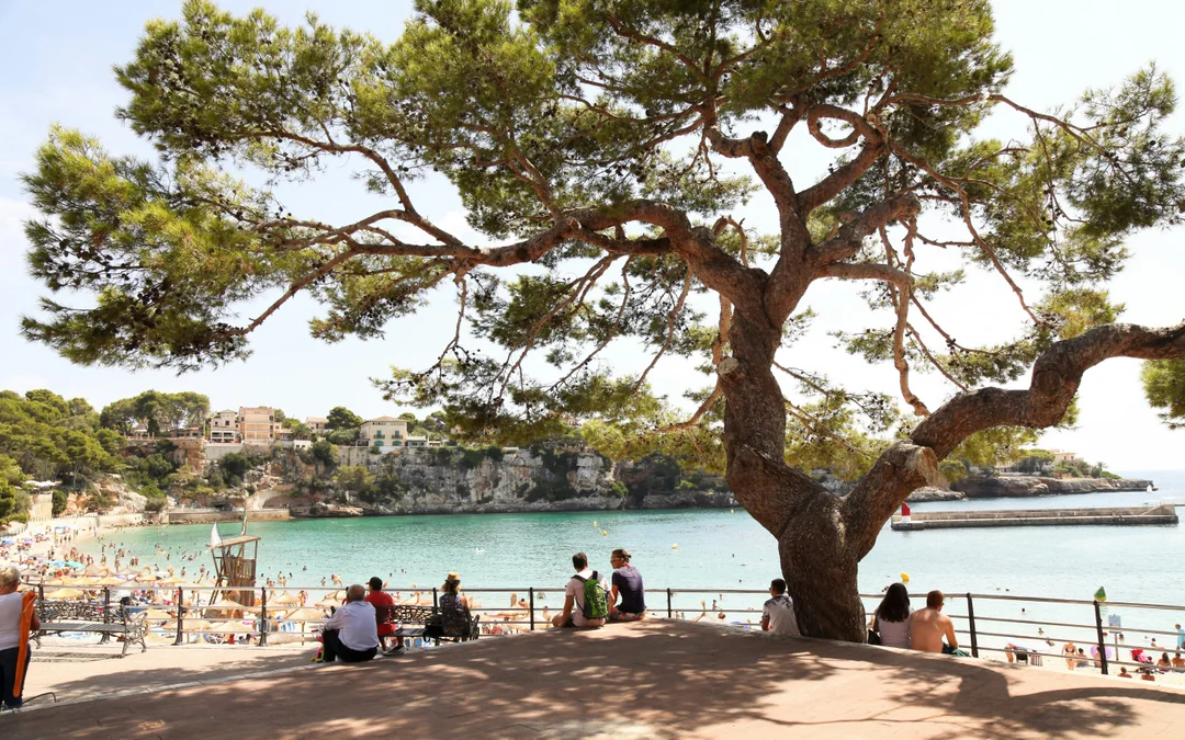 From Palma: Hams' Caves & Porto Cristo Half-Day Trip Image 9