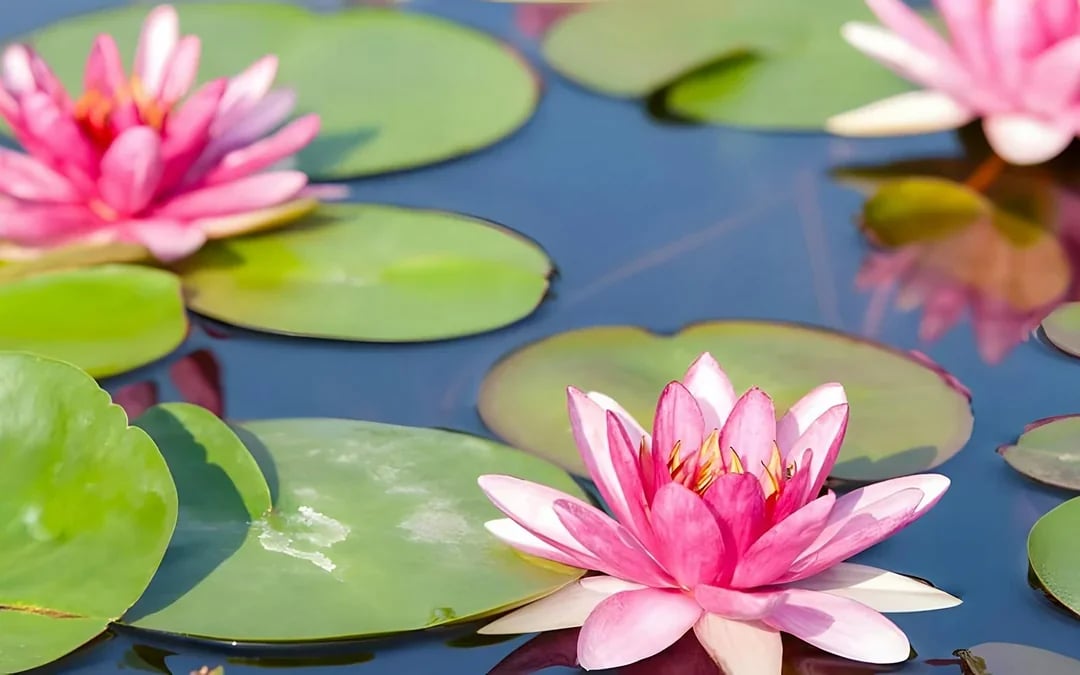 From Paris: Giverny & Versailles Small-Group Guided Day Trip Image 8