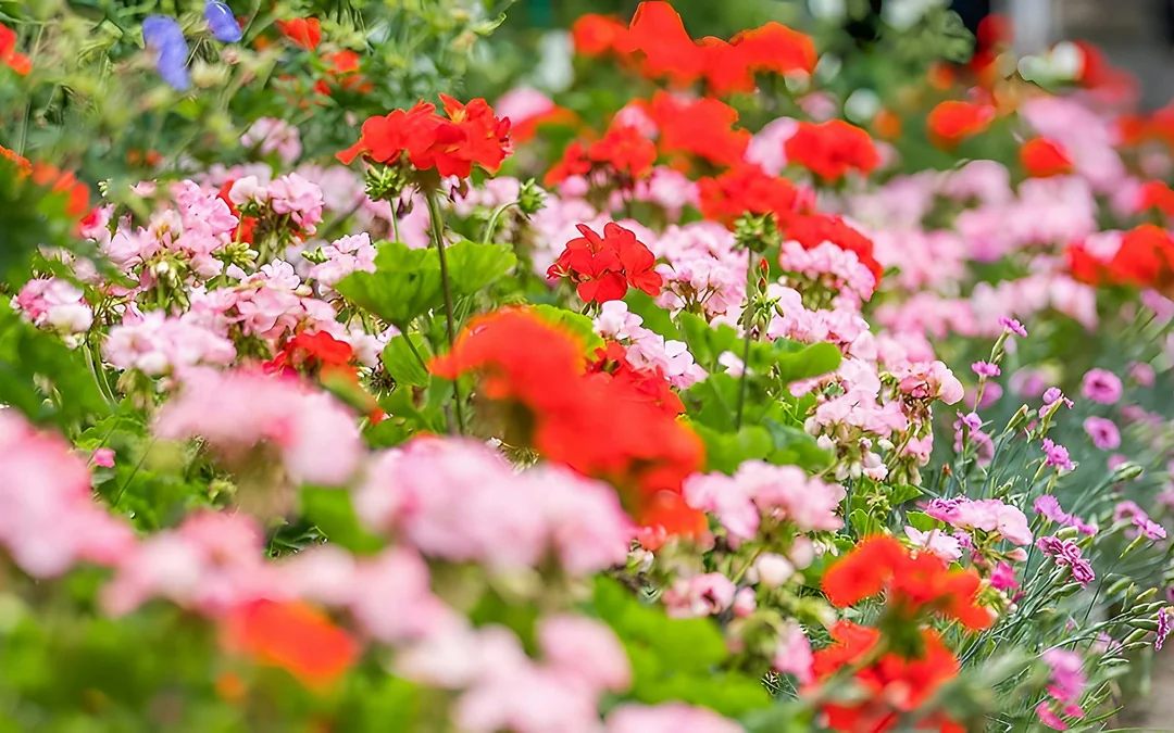 From Paris: Giverny Day Trip with Monet's House & Gardens Entry - Small group Image 2