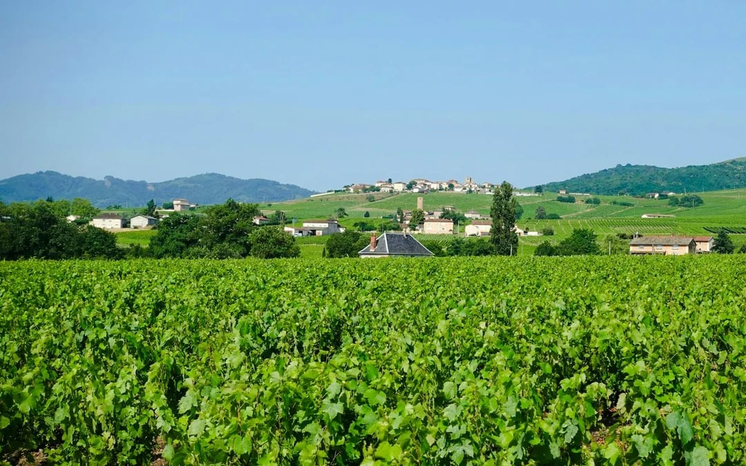 From Paris: Reims and Épernay Private Chauffeur-Driven Day Trip Image 4