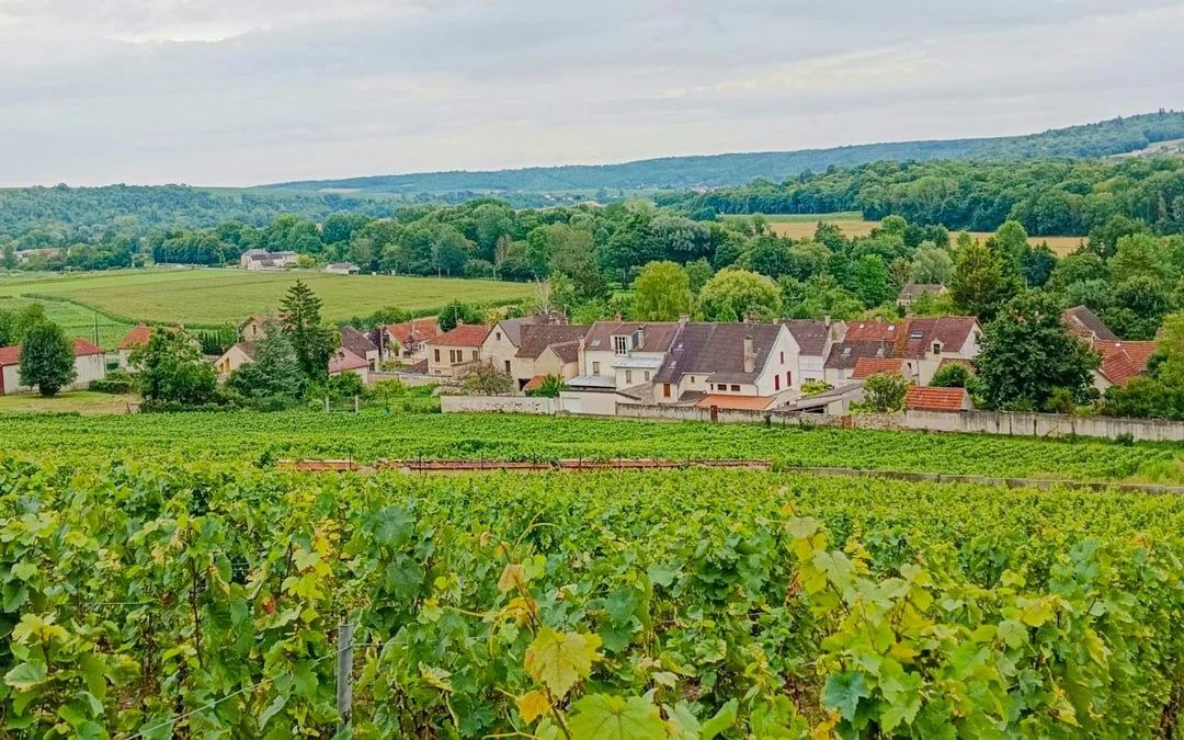 From Paris: Reims and Épernay Private Chauffeur-Driven Day Trip Image 6