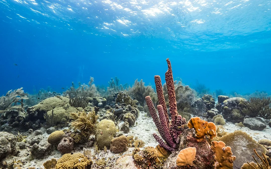 From Pattaya: Nemo Island Guided Trip with Lunch & Drone Photos Image 3