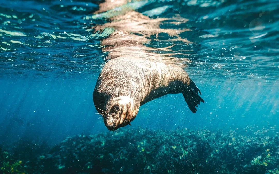 From Perth/ Fremantle: Rottnest Island Snorkel Tour with Return Ferry Image 5