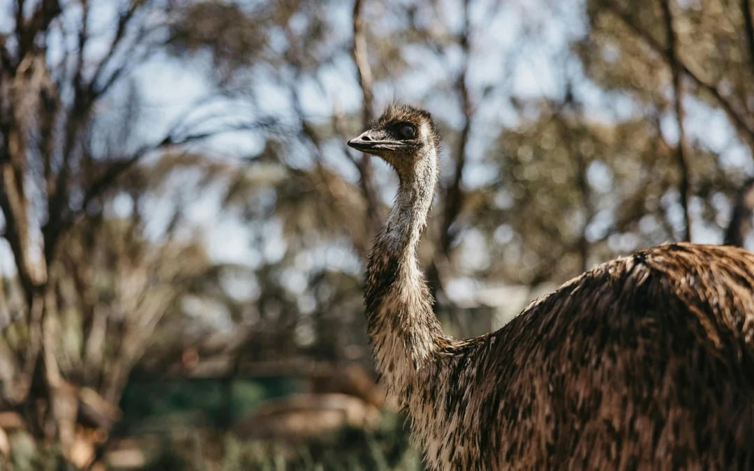 From Perth: Wave Rock, York and Aboriginal Culture Tour Image 8
