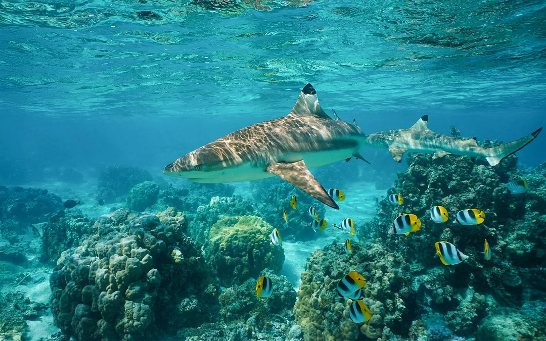 From Phi Phi: Maya Bay Speedboat Tour with Snorkeling Image 3