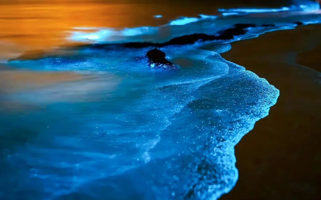 From Phuket: James Bond Island & Phang Nga Bay Bioluminescence Tour with Meals & Transfers Image 7