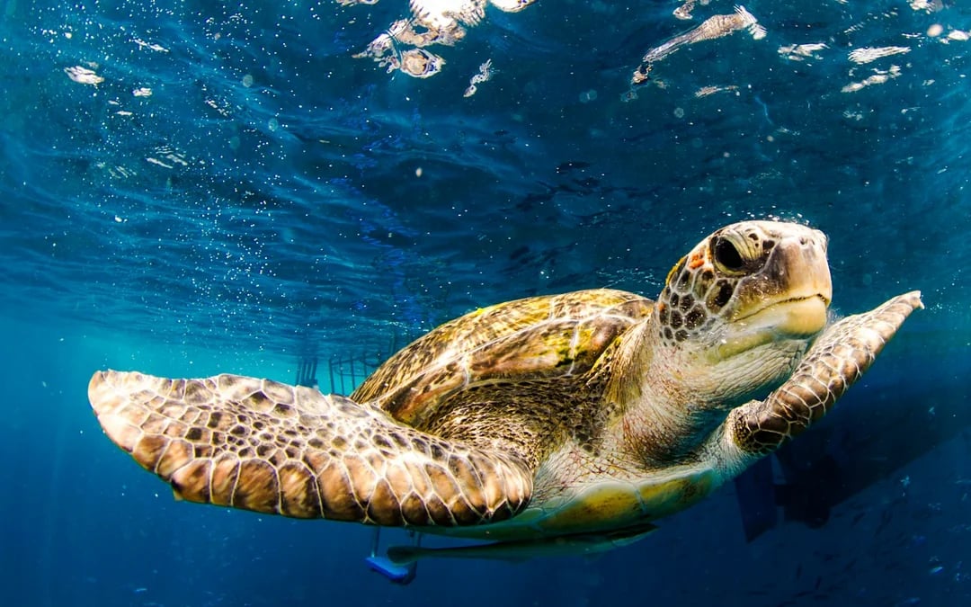 From Phuket or Khao Lak: Similan Islands Snorkeling Day Trip with Transfers & Meals Image 6