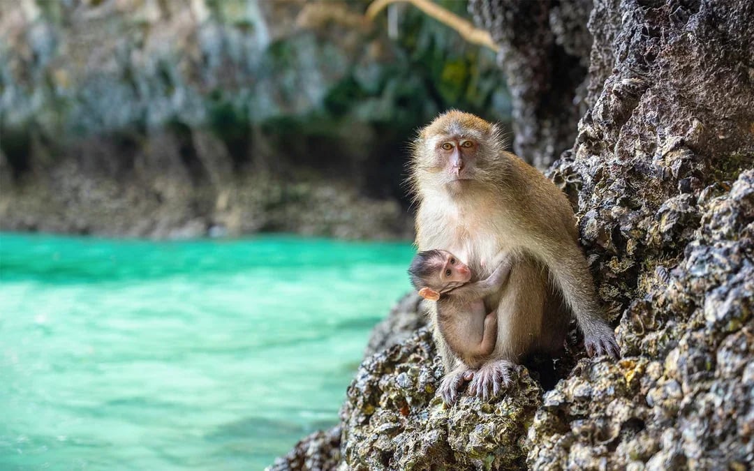 From Phuket: Phi Phi Island & Maya Bay Tour by Catamaran with Lunch & Hotel Transfers Image 9