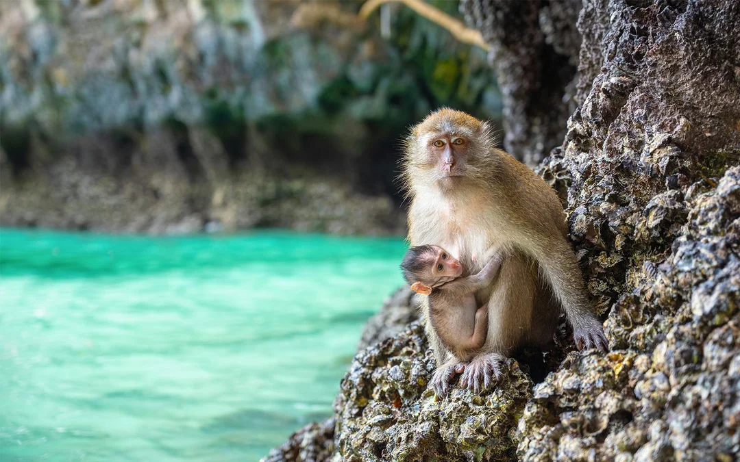 From Phuket: Phi Phi Island & Maya Bay Tour by Speedboat with Lunch & Hotel Transfers Image 5
