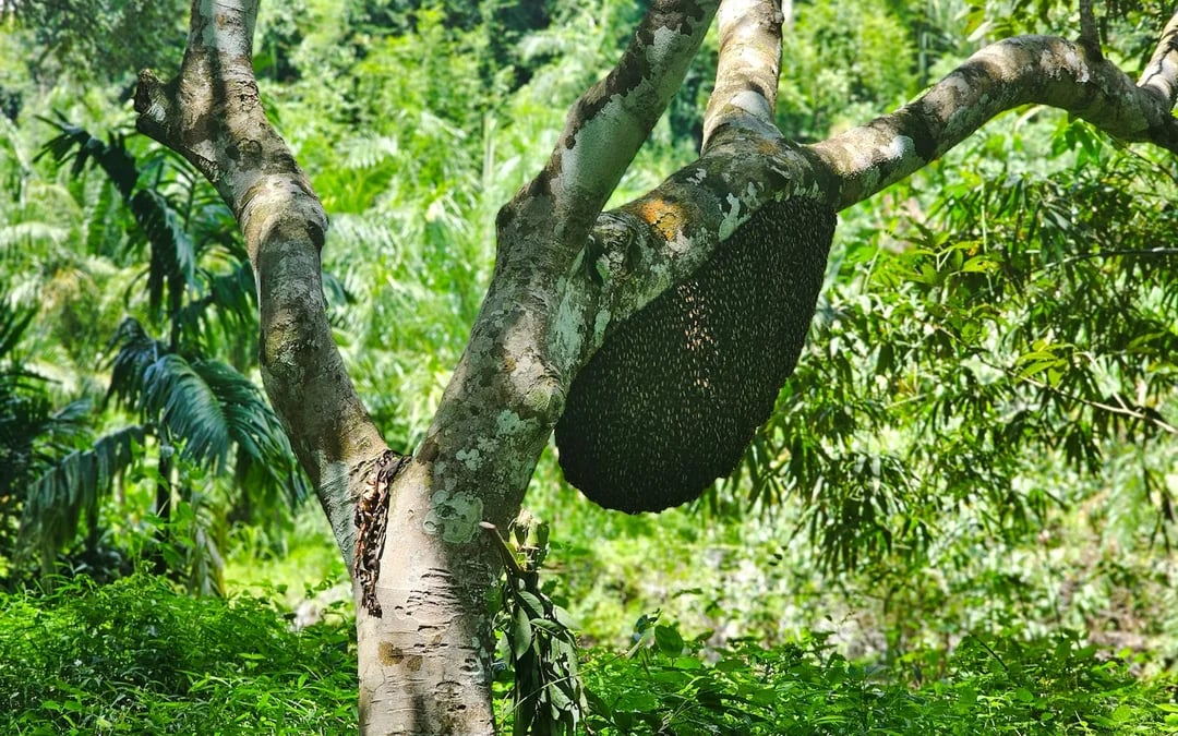 From Phuket: Private Khao Lak Day Trip with Bamboo Rafting, ATV Ride and Lunch Image 6