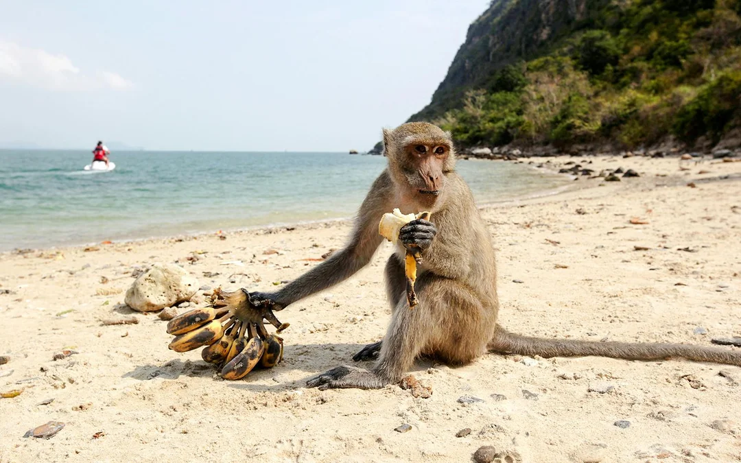 From Phuket: Sunset Tour of Phi Phi, Maya Bay & Bamboo Island by Premium Speed Catamaran with Lunch & Hotel Transfers Image 3