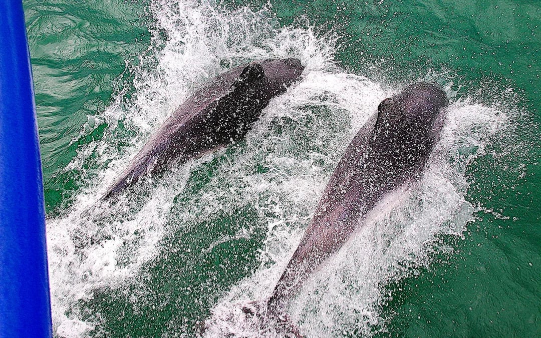 From Poole: Jurassic Coast and Old Harry Rocks Circular Cruise Image 9