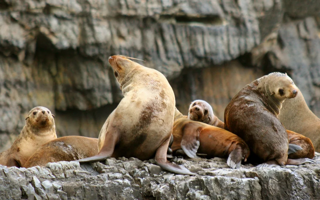 From Port Arthur: Tasman Island 3-Hour Wilderness Cruise
Image 2