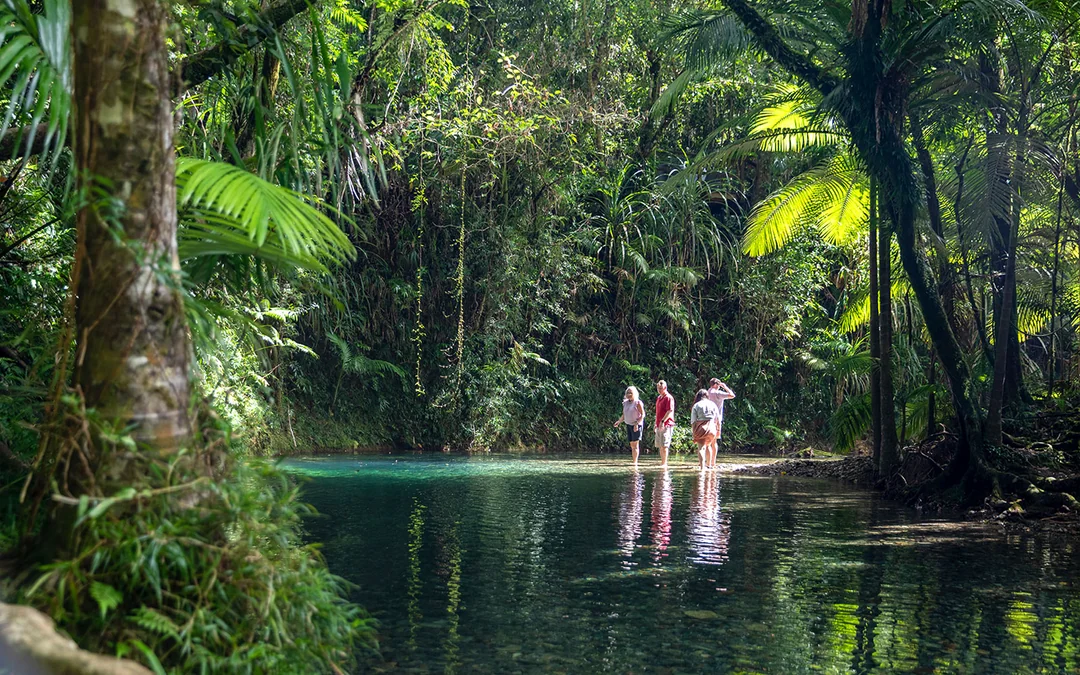 From Port Douglas: Premium Small Group Tour of Rainforest, Mossman Gorge, Croc Cruise & Cape Tribulation with Gourmet Lunch & Morning Tea Image 1