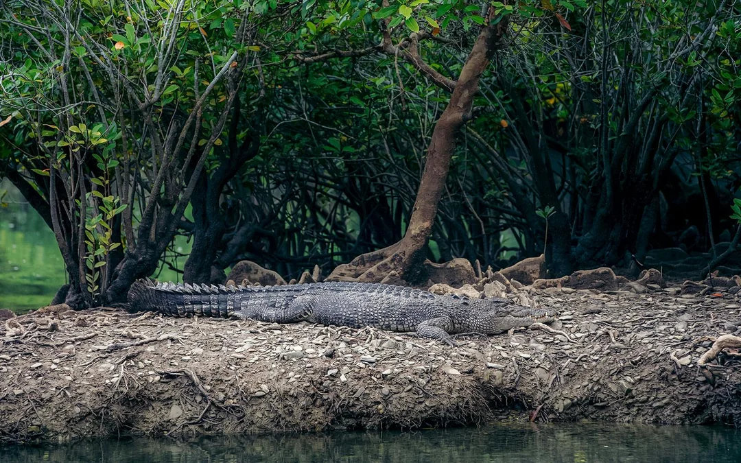 From Port Douglas: Premium Small Group Tour of Rainforest, Mossman Gorge, Croc Cruise & Cape Tribulation with Gourmet Lunch & Morning Tea Image 3