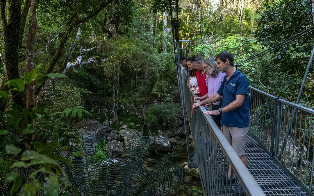 From Port Douglas: Premium Small Group Tour of Rainforest, Mossman Gorge, Croc Cruise & Cape Tribulation with Gourmet Lunch & Morning Tea Image 4