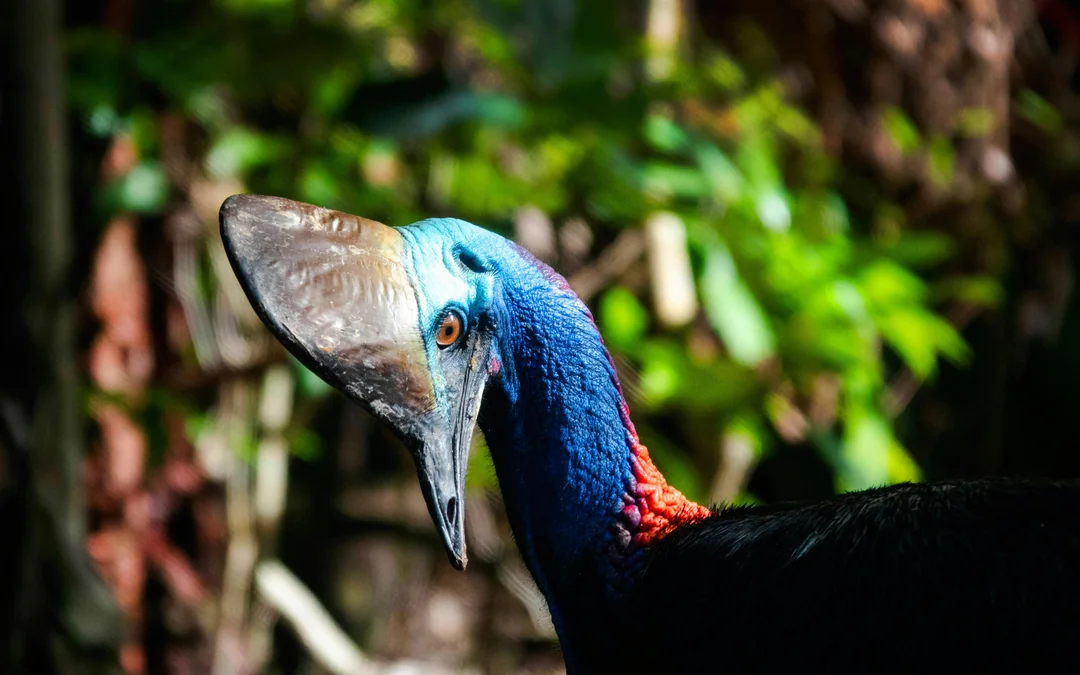 From Port Douglas: Small Group Half Day Tour of Daintree & Mossman Gorge with River Cruise & Picnic Lunch
Image 1