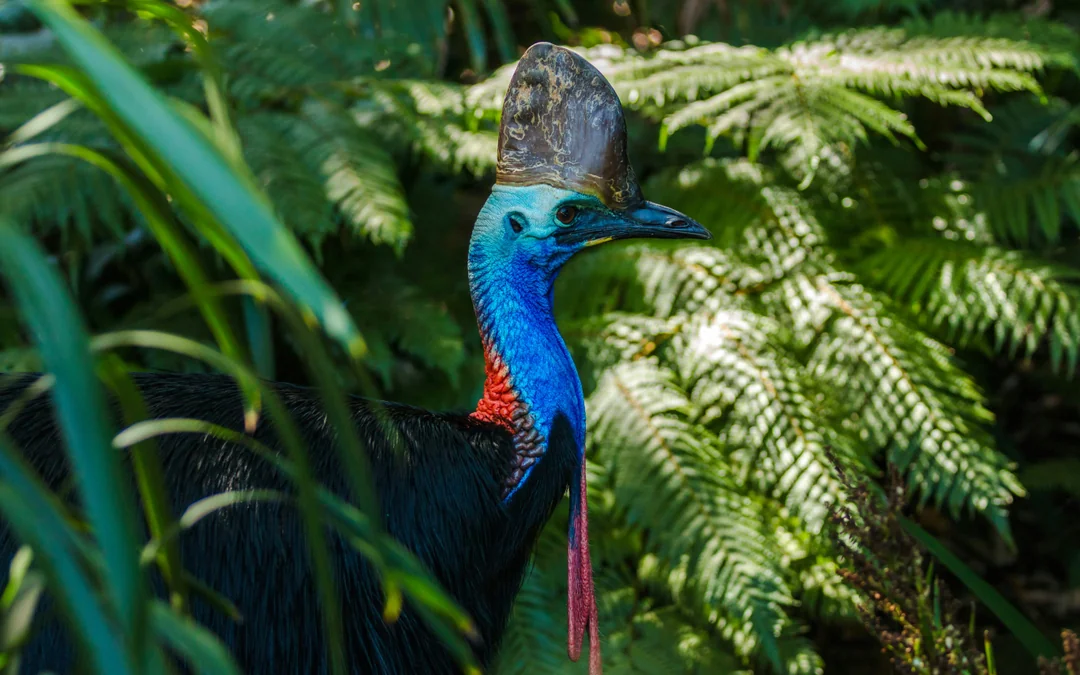 From Port Douglas: Small Group Half Day Tour of Daintree & Mossman Gorge with River Cruise & Picnic Lunch
Image 12