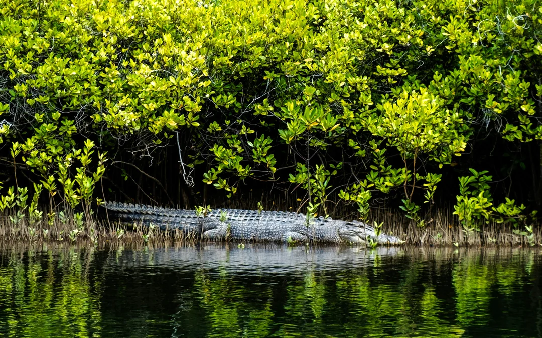 From Port Douglas: Small Group Half Day Tour of Daintree & Mossman Gorge with River Cruise & Picnic Lunch
 Image 4