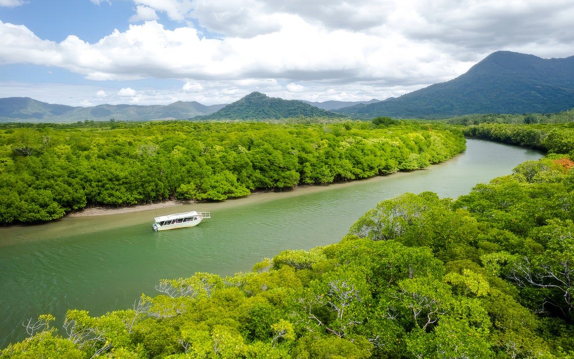 From Port Douglas: Small Group Half Day Tour of Daintree & Mossman Gorge with River Cruise & Picnic Lunch
 Image 5