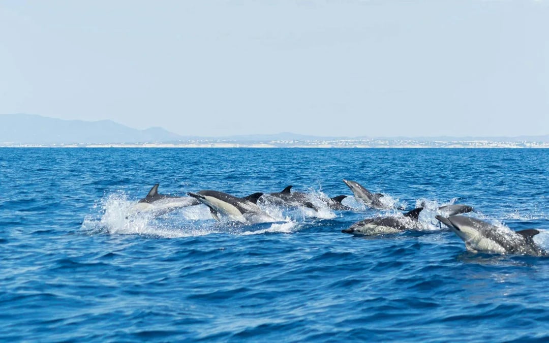From Portimao: Benagil Cave & Dolphin Watching Boat Tour Image 2