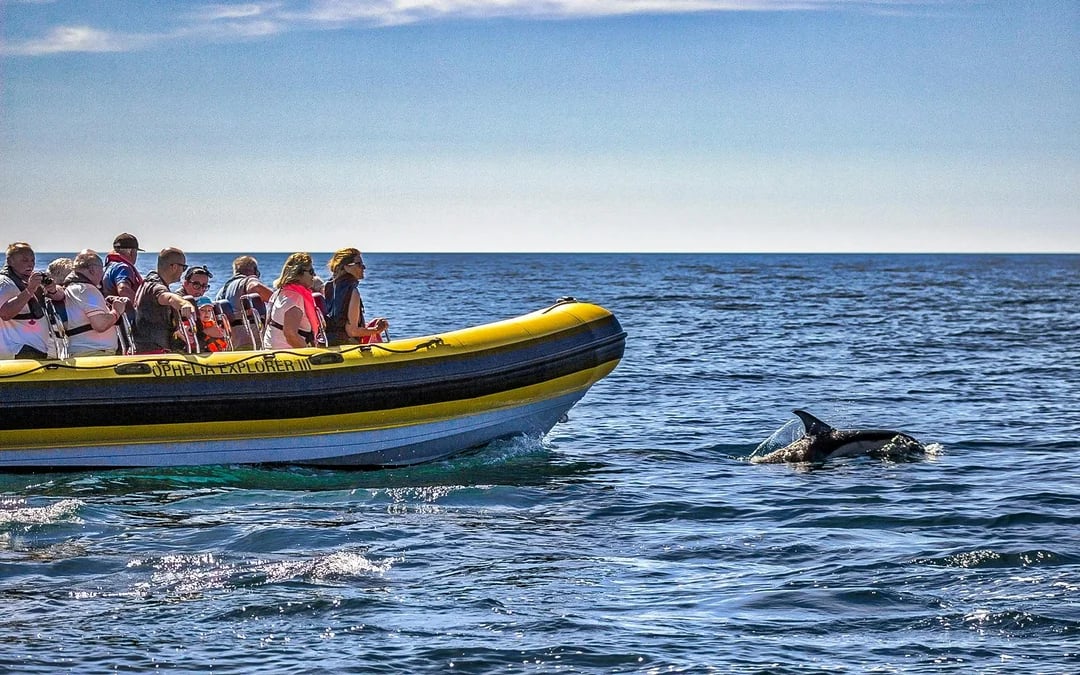 From Portimao: Benagil Cave & Dolphin Watching Boat Tour Image 9