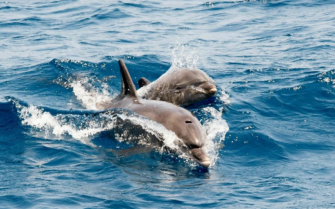 From Portimao: Benagil Cave Catamaran Cruise & Dolphin Watching Image 4